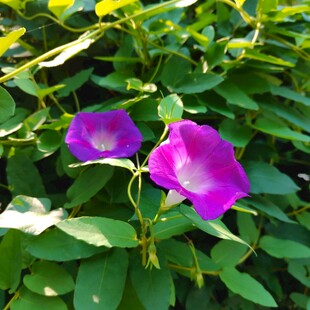 两朵紫色牵牛花