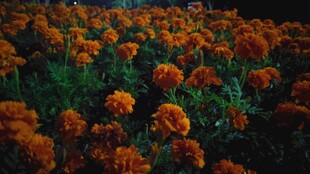 万寿菊花海