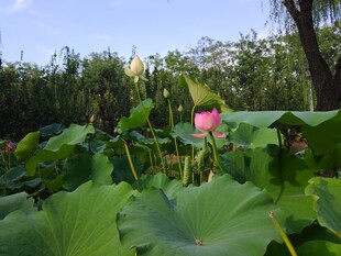 夏日荷塘清新风光