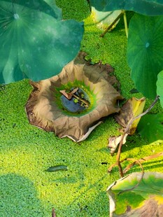 植物叶片