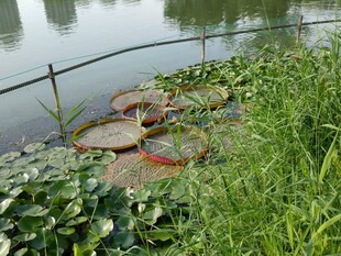池塘王莲自然景观