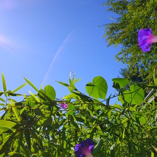 晴空下的牵牛花