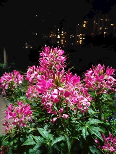 户外盛开粉色花簇