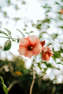 橙红凌霄花特写
