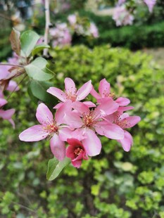 春日粉色小花特写