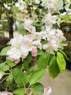 春日粉白海棠花绽放