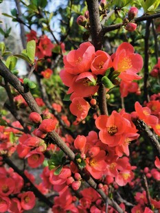 春日盛放红色海棠花