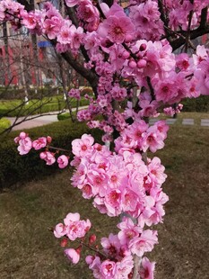 春日粉花枝头盛放