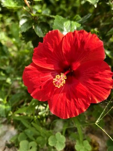 盛开的红色朱槿花