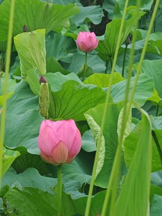 待放的粉色荷花花苞
