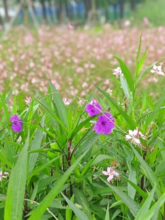 郊野紫色小花景致
