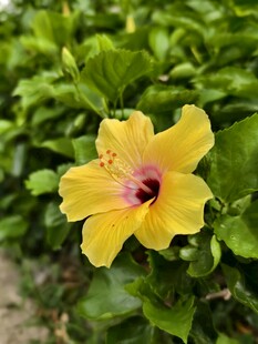 黄色朱槿花特写