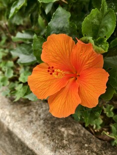 橙色朱槿花特写