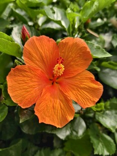 橙色朱槿花特写