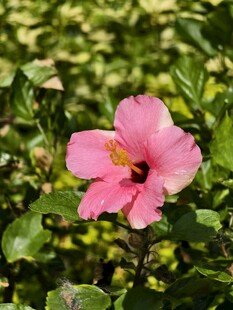 绿叶丛中粉色扶桑花
