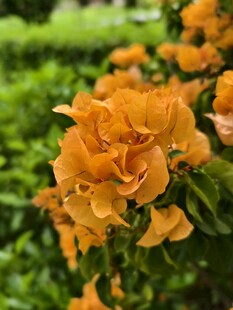 橙黄花卉绿植背景特写