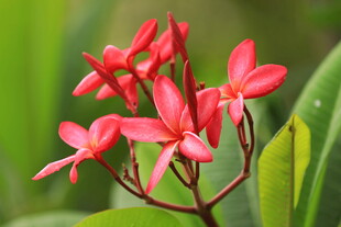 红色琴叶珊瑚花特写