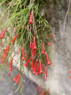 垂枝红炮仗花