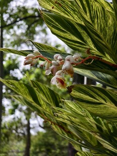 林间野生草本花卉