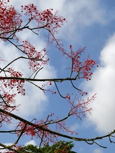 晴空下的粉色花枝