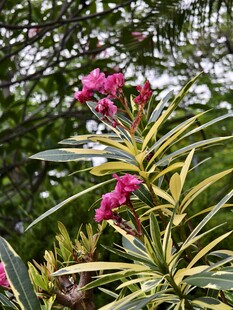 粉花夹竹桃植株特写
