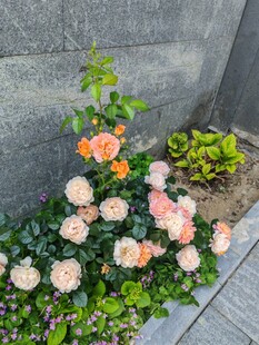 墙边盛放的月季花丛