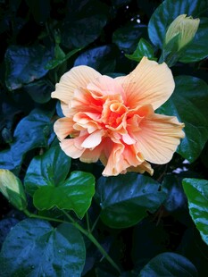 浅橙重瓣朱槿花
