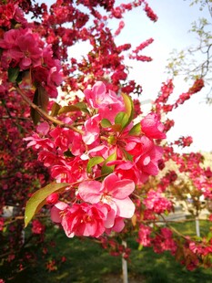春日红花满枝盛放
