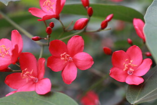 艳红琴叶珊瑚花特写