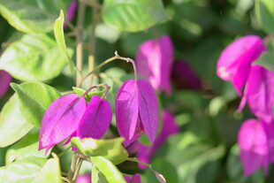 紫花三角梅