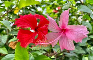双色朱槿花特写