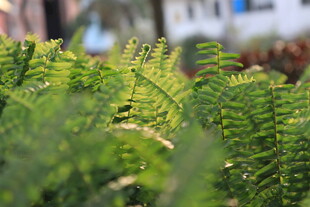 翠绿羽状绿植特写