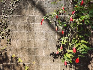 老墙旁红花绿植小景