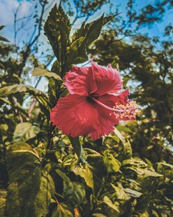 阳光下的红色扶桑花