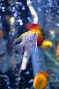 水族箱里的神仙鱼