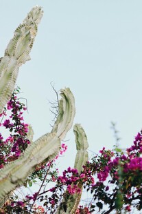 仰拍仙人掌与花丛