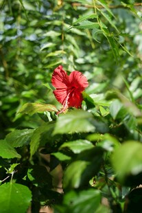 绿叶丛中的红色花朵
