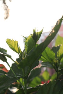 阳光下的绿植叶片