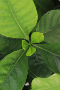 清新绿植叶片特写