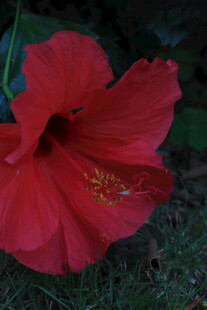 红色扶桑花特写
