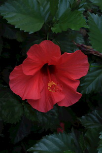红色朱槿花特写