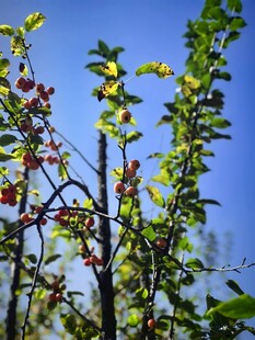 蓝天映衬下的绿植枝丫