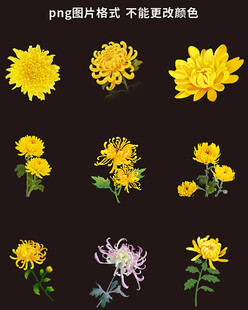 菊花素材