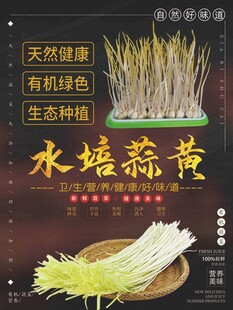水培蒜黄宣传海报