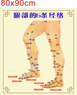 腿部经络穴位示意图