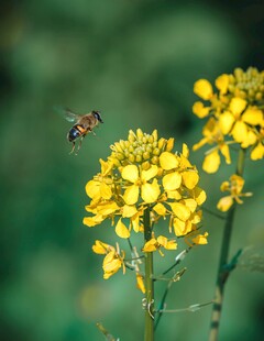 蜜蜂采蜜黄花间