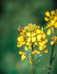 蜜蜂采蜜油菜花
