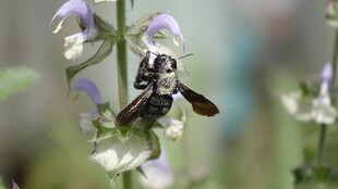 野蜂花间采蜜