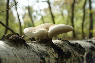 林间枯木上的野生蘑菇