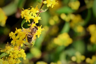 蜜蜂采蜜黄花特写